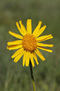 BUITEN BEELD Foto: 234247