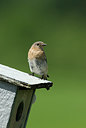 BUITEN BEELD Foto: 234253