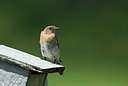 BUITEN BEELD Foto: 234263