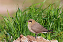 BUITEN BEELD Foto: 234336