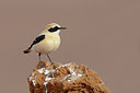 BUITEN BEELD Foto: 234339