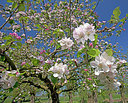 BUITEN BEELD Foto: 234343