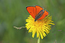 BUITEN BEELD Foto: 234406