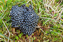 BUITEN BEELD Foto: 234441