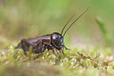 BUITEN BEELD Foto: 234449