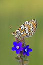 BUITEN BEELD Foto: 234452