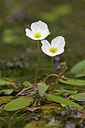 BUITEN BEELD Foto: 234455