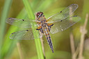 BUITEN BEELD Foto: 234457