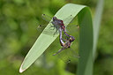 BUITEN BEELD Foto: 234460