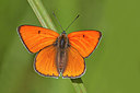 BUITEN BEELD Foto: 234464