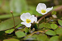 BUITEN BEELD Foto: 234466
