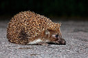 BUITEN BEELD Foto: 234487