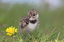 BUITEN BEELD Foto: 234495