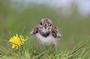 BUITEN BEELD Foto: 234504