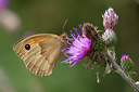 BUITEN BEELD Foto: 234511