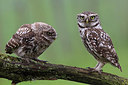 BUITEN BEELD Foto: 234543