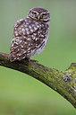 BUITEN BEELD Foto: 234545