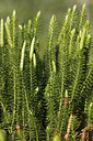 BUITEN BEELD Foto: 234556