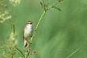 BUITEN BEELD Foto: 234558