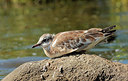 BUITEN BEELD Foto: 234579