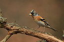 BUITEN BEELD Foto: 234599