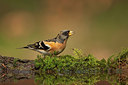 BUITEN BEELD Foto: 234601