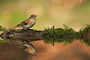 BUITEN BEELD Foto: 234602