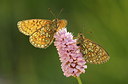 BUITEN BEELD Foto: 234642
