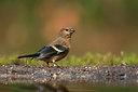 BUITEN BEELD Foto: 234732