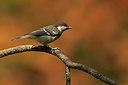 BUITEN BEELD Foto: 234735