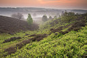 BUITEN BEELD Foto: 234815
