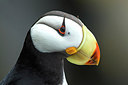 BUITEN BEELD Foto: 234828