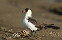 BUITEN BEELD Foto: 234841