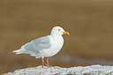 BUITEN BEELD Foto: 234848