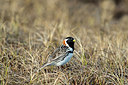 BUITEN BEELD Foto: 234864