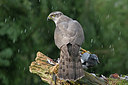 BUITEN BEELD Foto: 234876