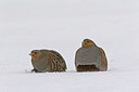 BUITEN BEELD Foto: 234881