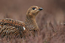 BUITEN BEELD Foto: 234886