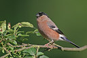 BUITEN BEELD Foto: 234904