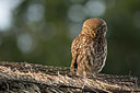 BUITEN BEELD Foto: 234953
