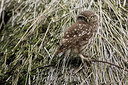 BUITEN BEELD Foto: 234958