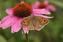BUITEN BEELD Foto: 234968