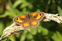BUITEN BEELD Foto: 234969