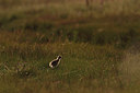 BUITEN BEELD Foto: 234974