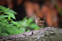 BUITEN BEELD Foto: 235013