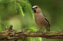 BUITEN BEELD Foto: 235070