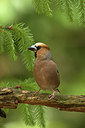 BUITEN BEELD Foto: 235074