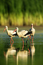 BUITEN BEELD Foto: 235075