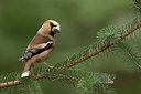 BUITEN BEELD Foto: 235078