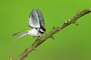 BUITEN BEELD Foto: 235086